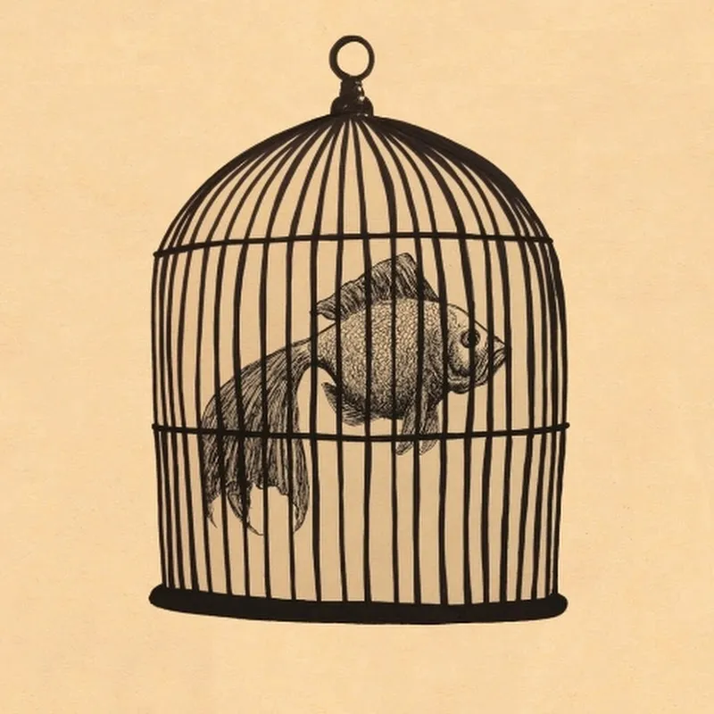 Fish in a Birdcage - Topic