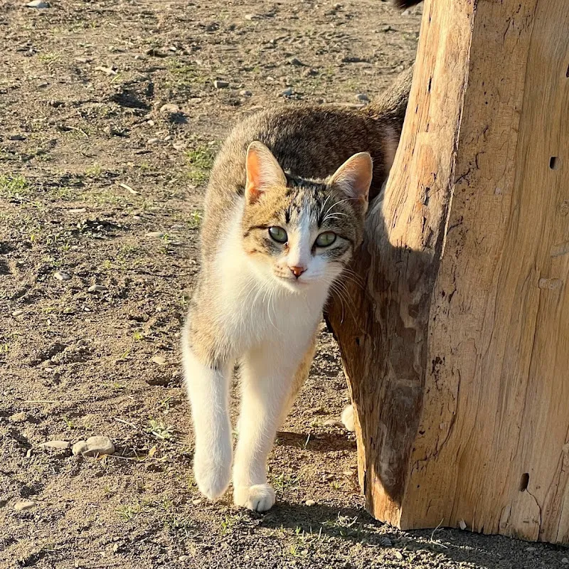 Caucasian Country Life Live