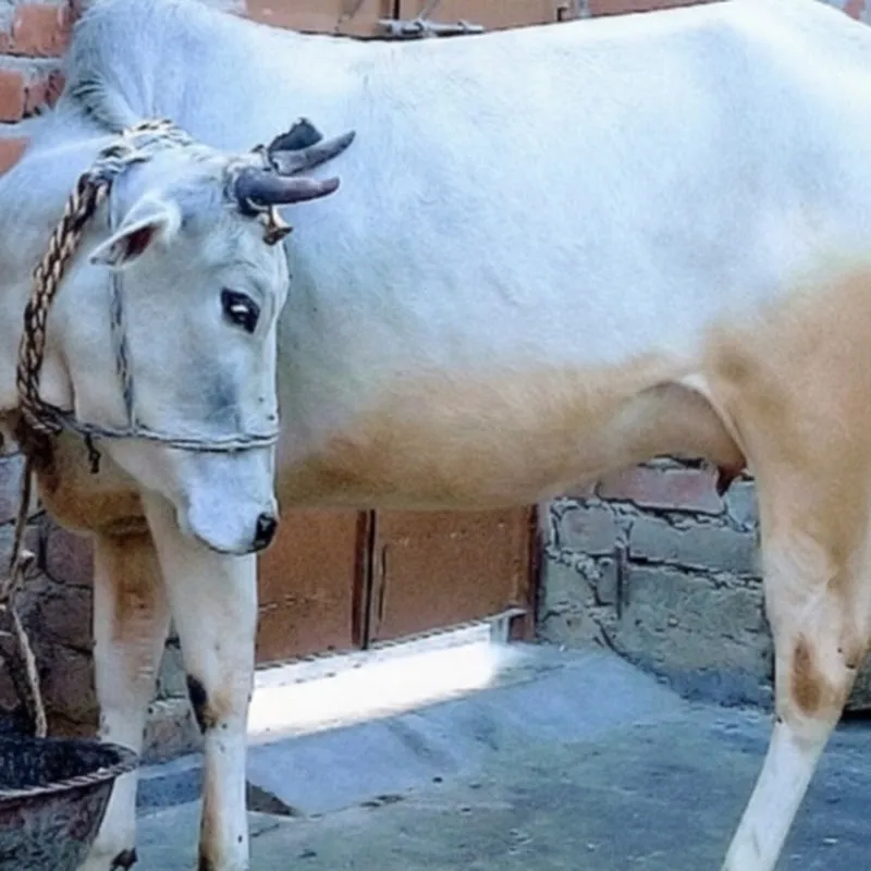 Gayatri cow hardoi